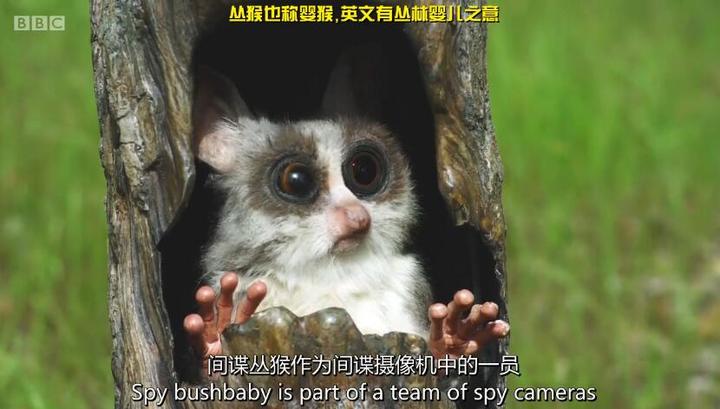 去英雄化赛马少女